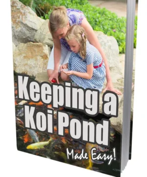 Keeping A Koi Pond